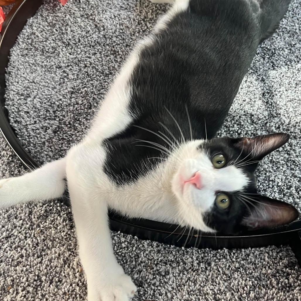 Smokey Thomas, Adoptable, Kitten Male Domestic Short Hair.