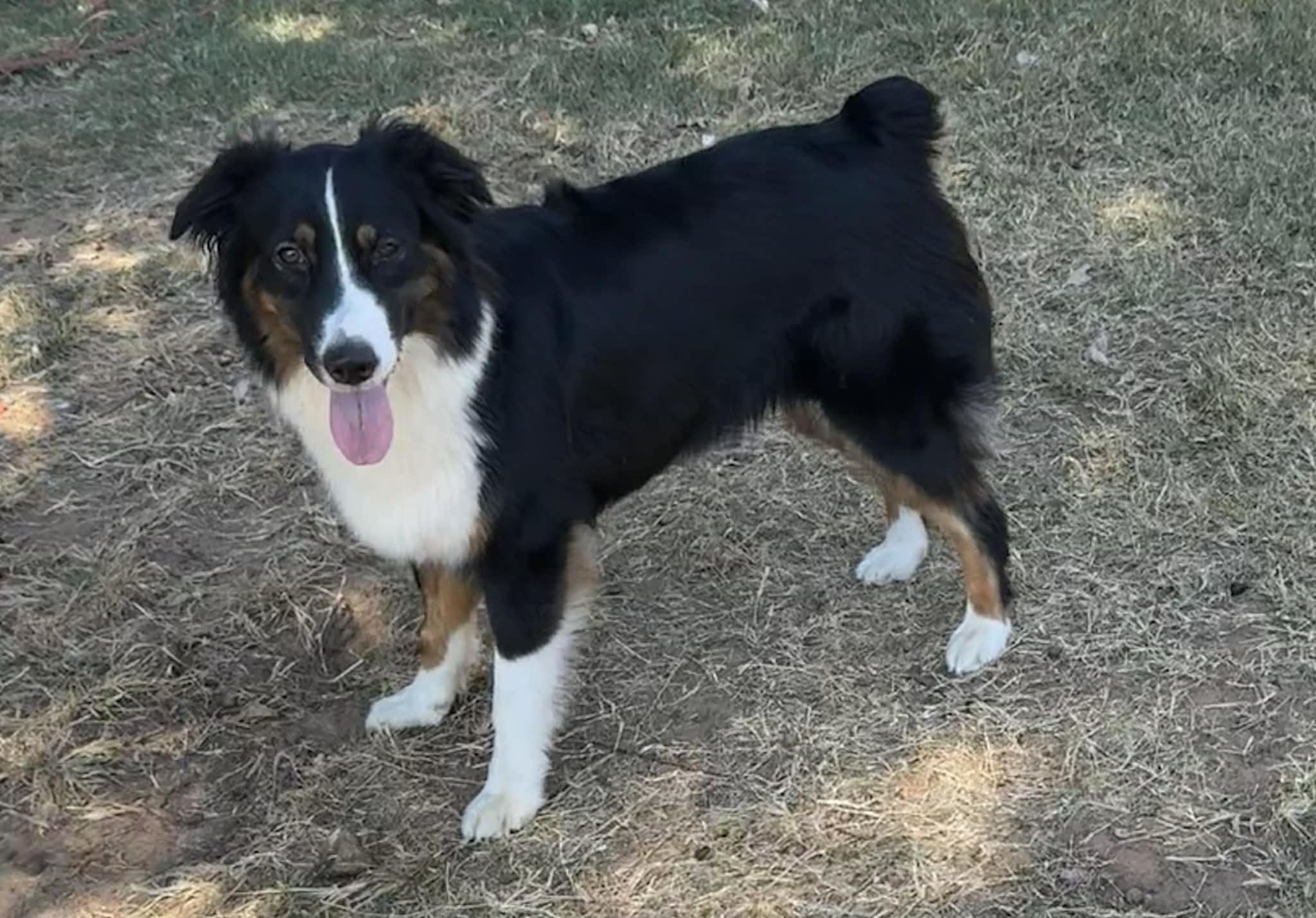 Enlarge Zanna, an adopted Australian Shepherd in Oklahoma City, OK image 2/3