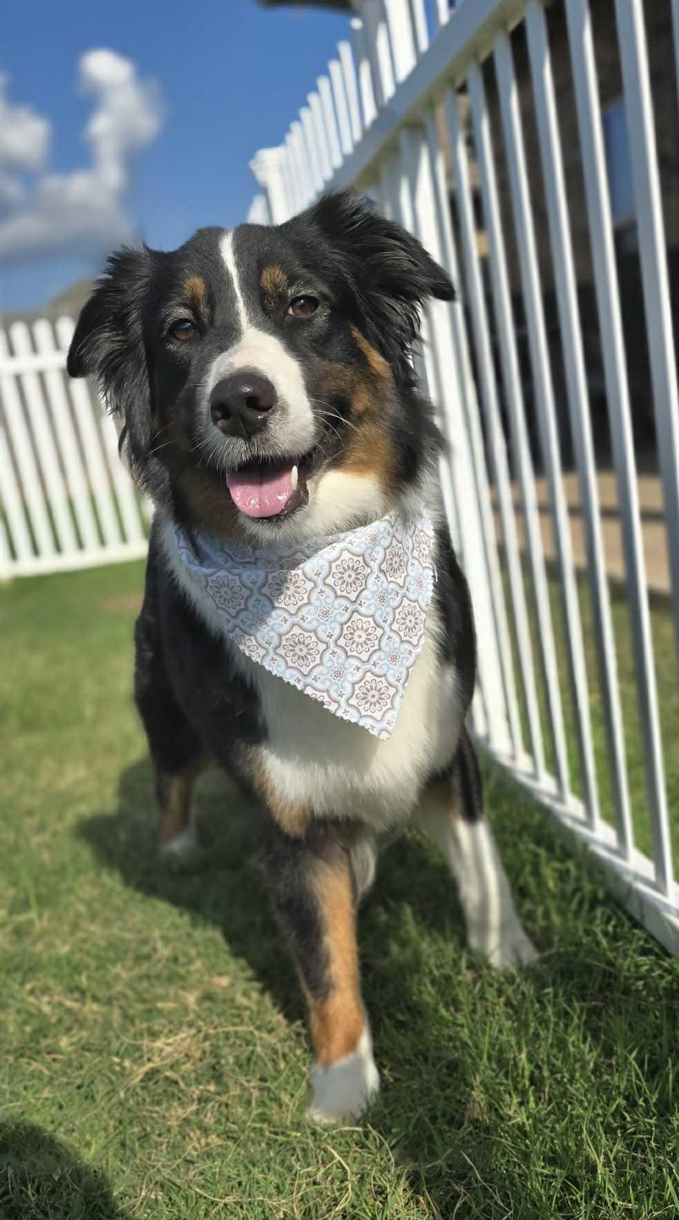Enlarge Zanna, an adopted Australian Shepherd in Oklahoma City, OK image 1/3