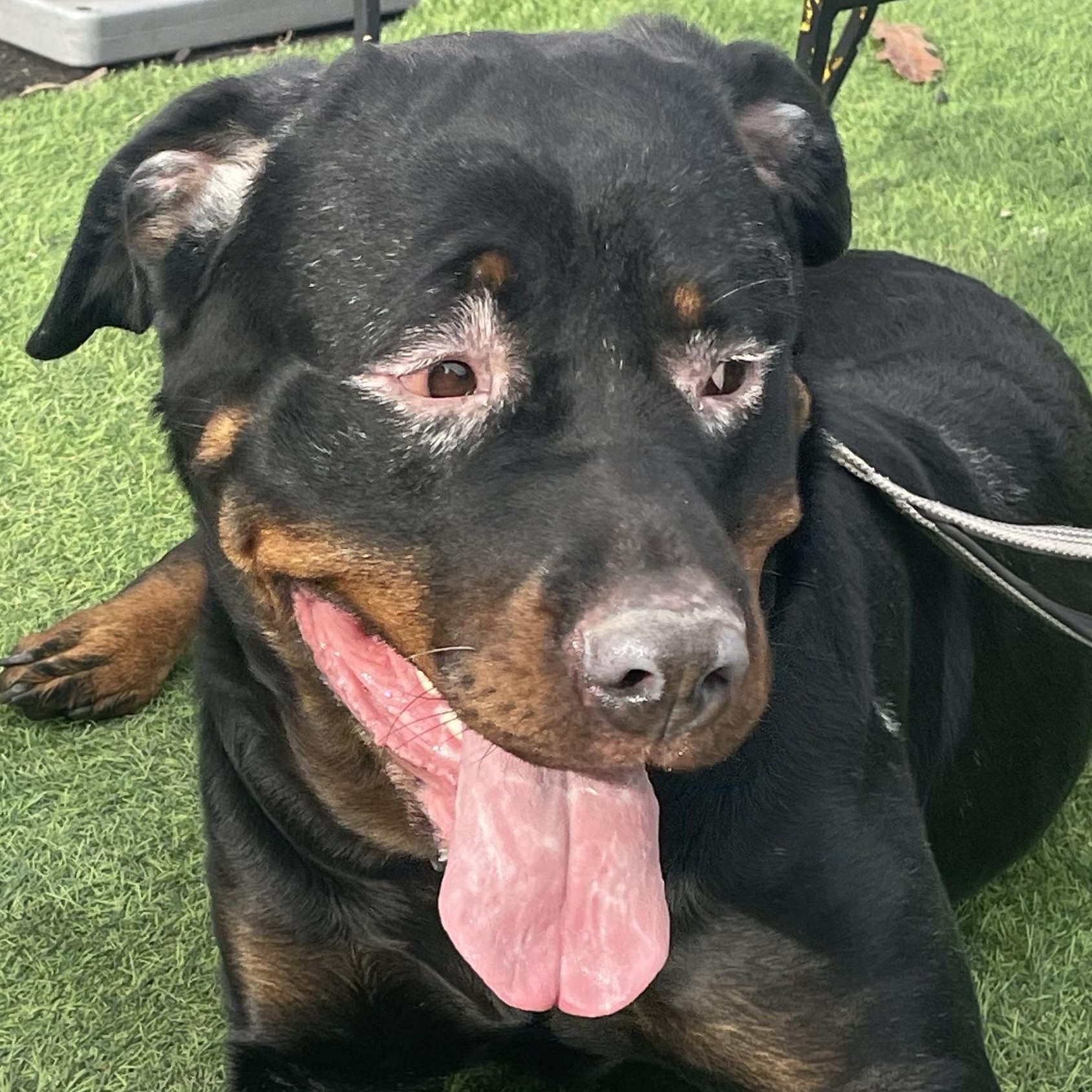 Enlarge Nora , a ADOPTABLE Rottweiler in East Orange, NJ image 2/6