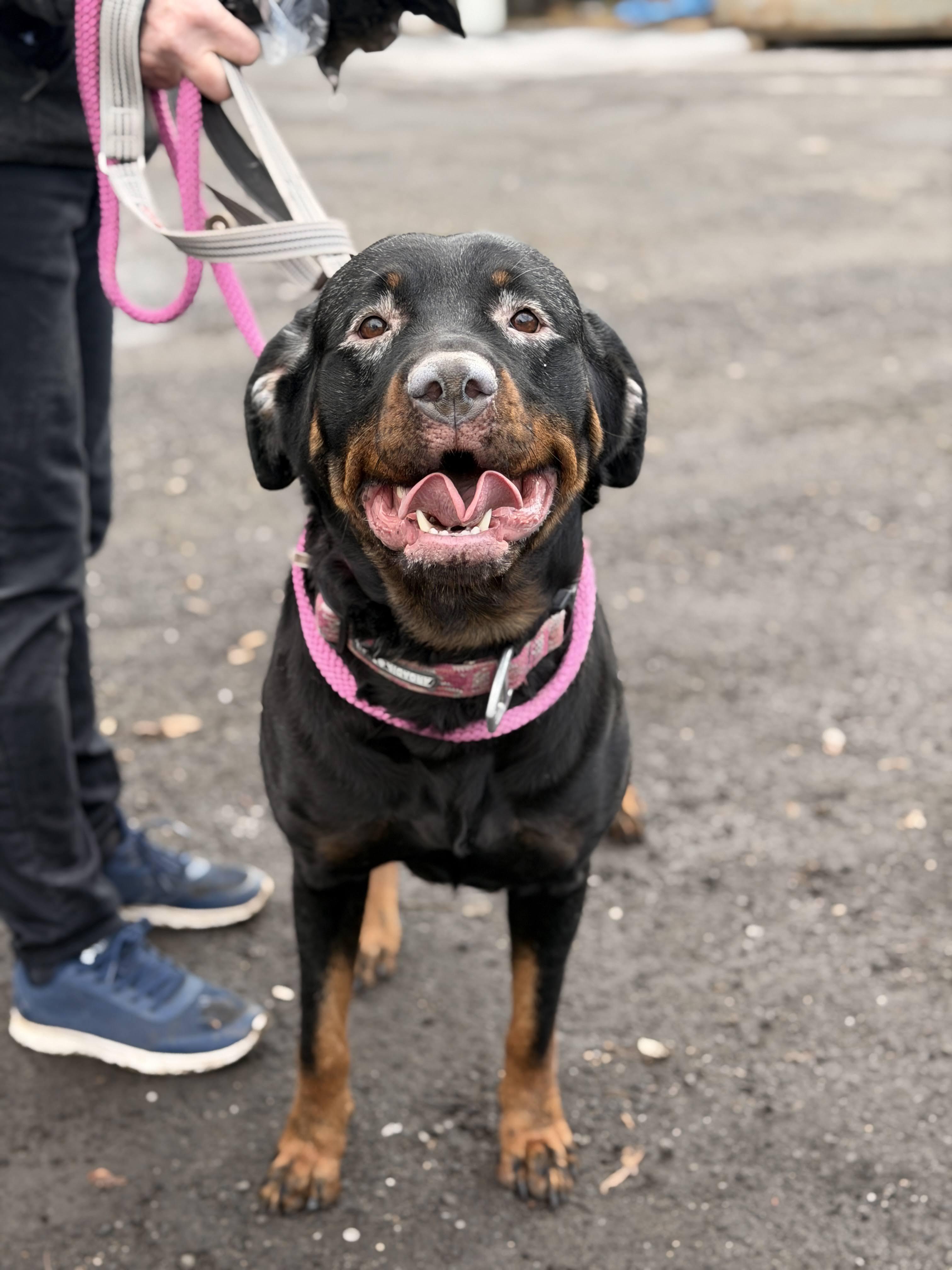 Enlarge Nora , a ADOPTABLE Rottweiler in East Orange, NJ image 1/6