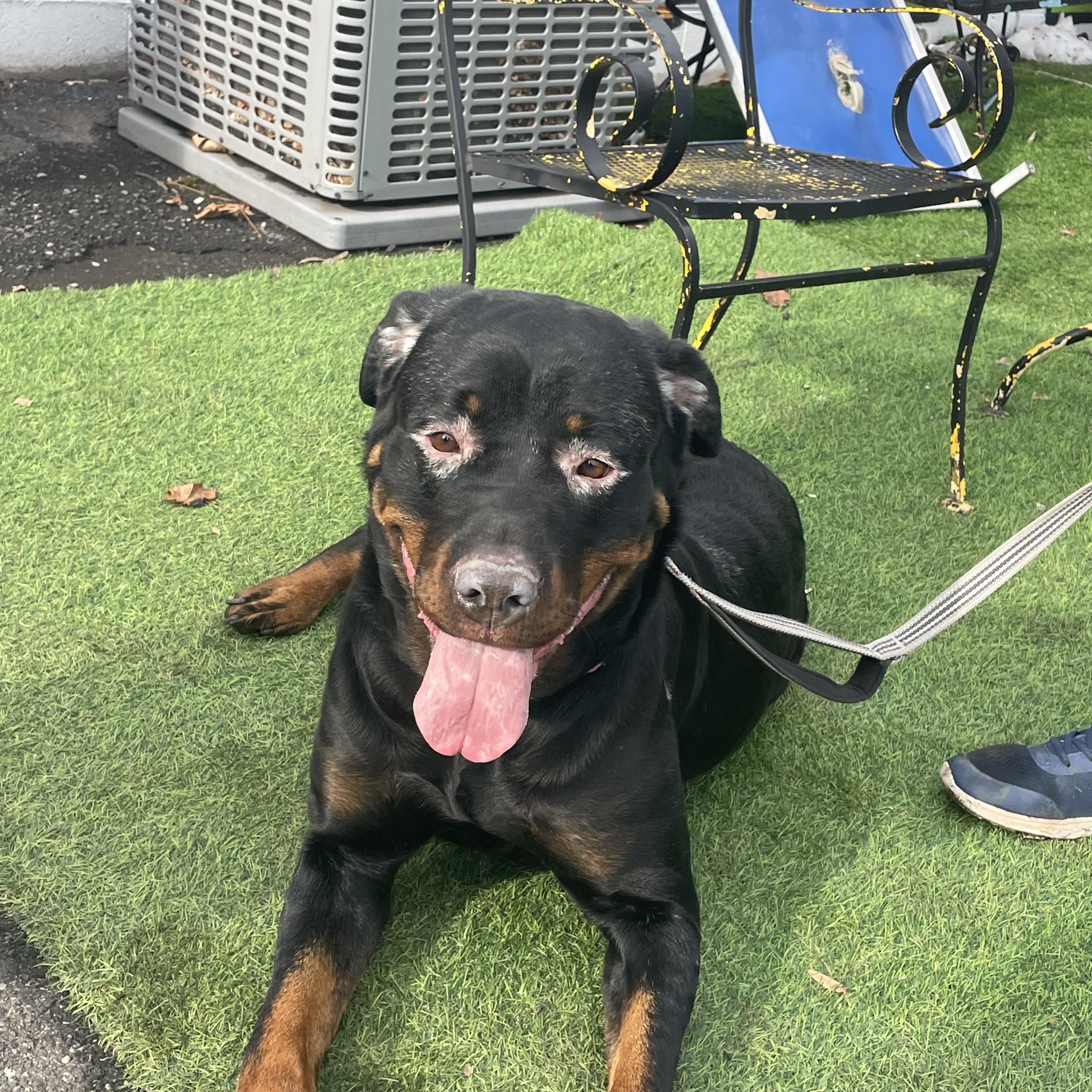 Enlarge Nora , a ADOPTABLE Rottweiler in East Orange, NJ image 5/6