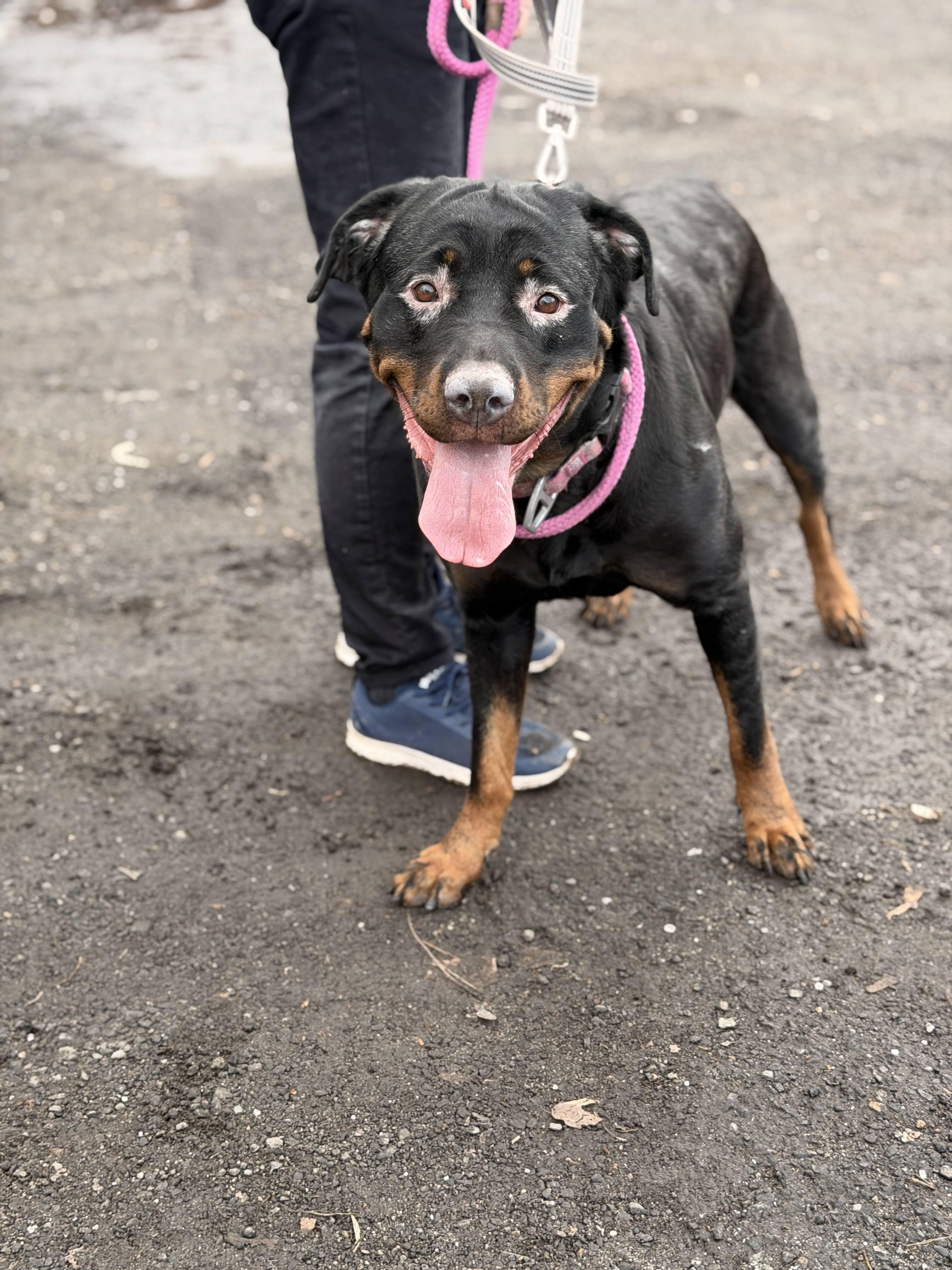 Enlarge Nora , a ADOPTABLE Rottweiler in East Orange, NJ image 6/6