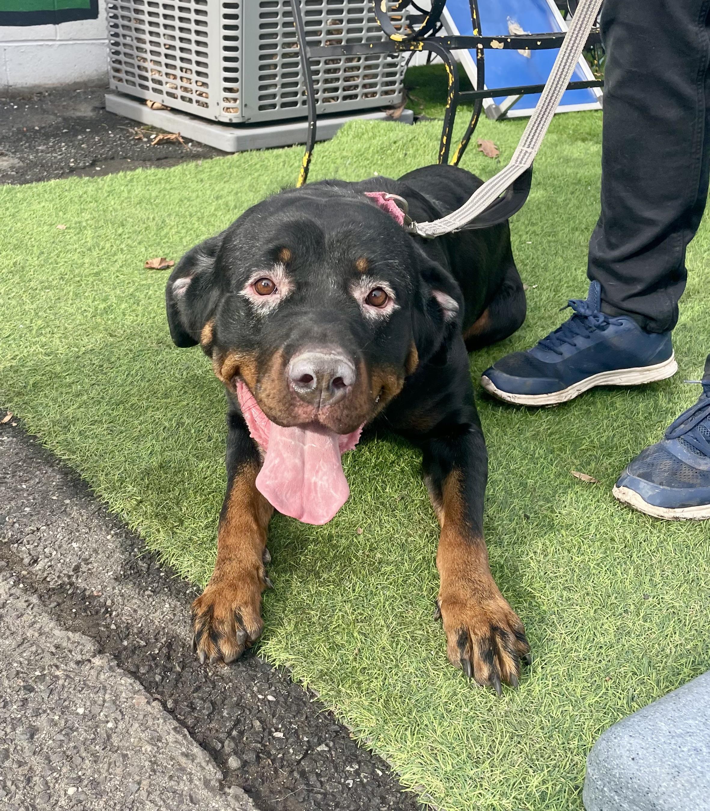 Enlarge Nora , a ADOPTABLE Rottweiler in East Orange, NJ image 3/6