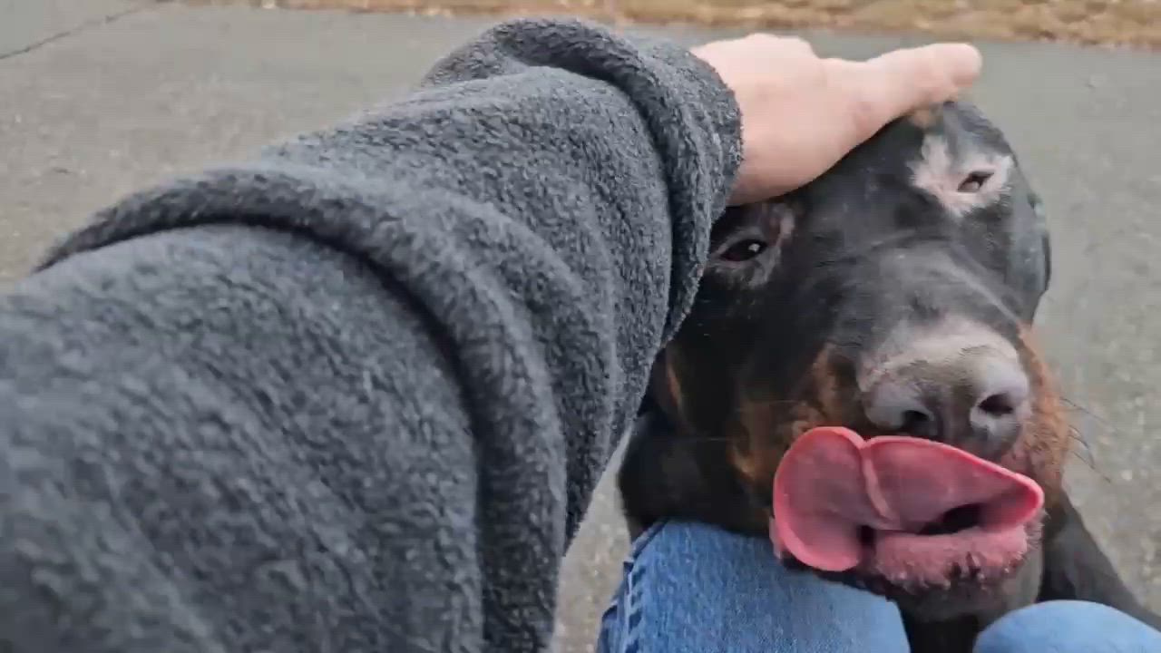 Enlarge Nora , a ADOPTABLE Rottweiler in East Orange, NJ video 4/6