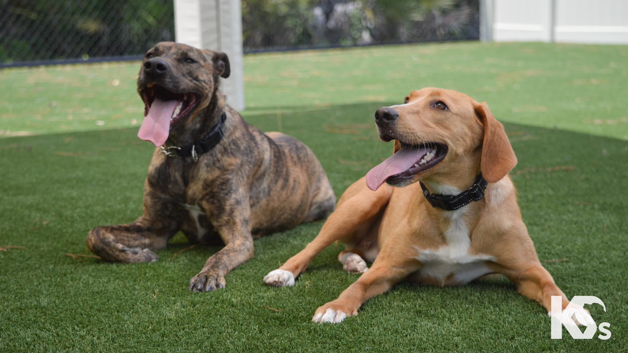 Zara, an adopted mixed breed in Ponte Vedra, FL image 3/5