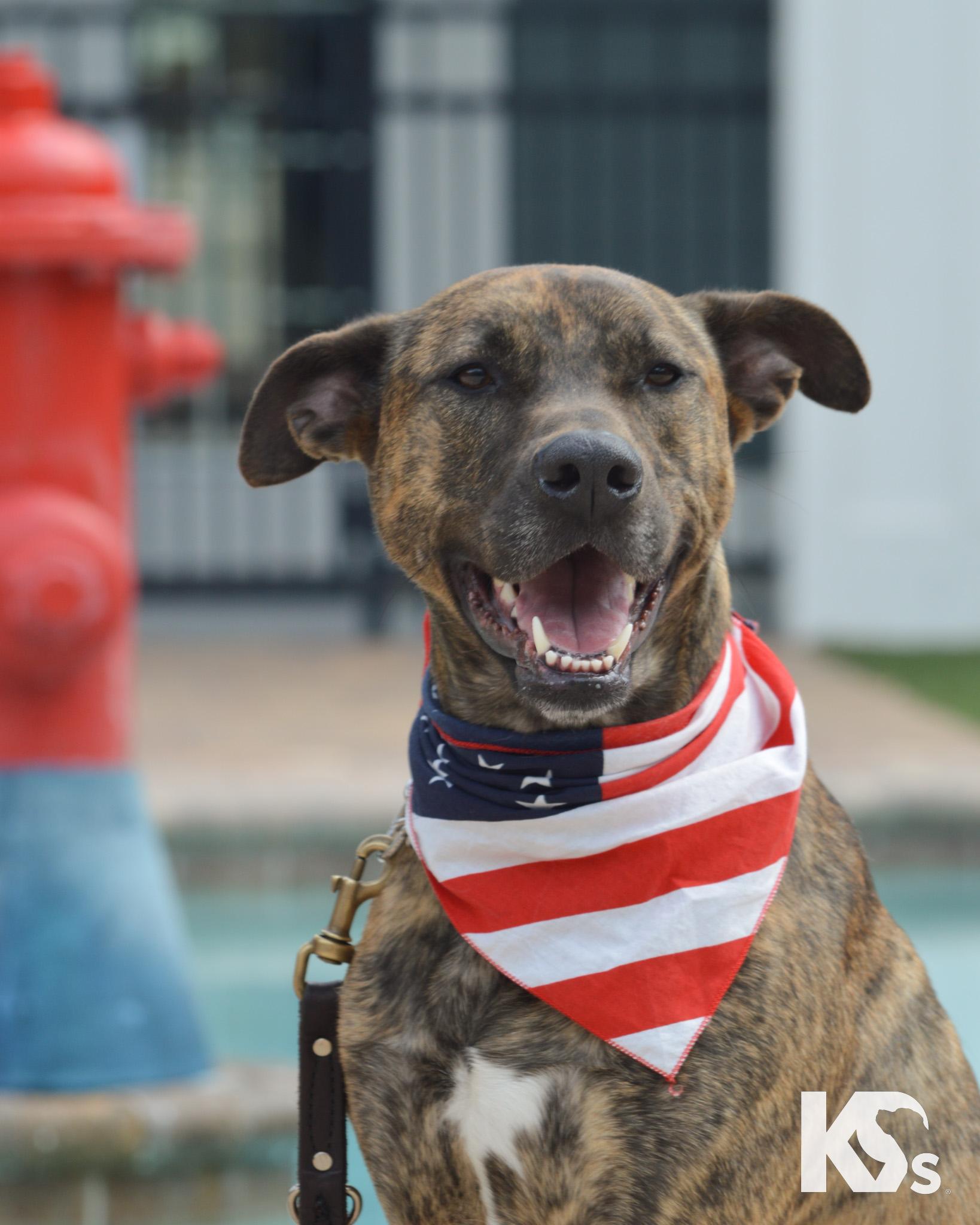 Zara, an adopted mixed breed in Ponte Vedra, FL image 1/5