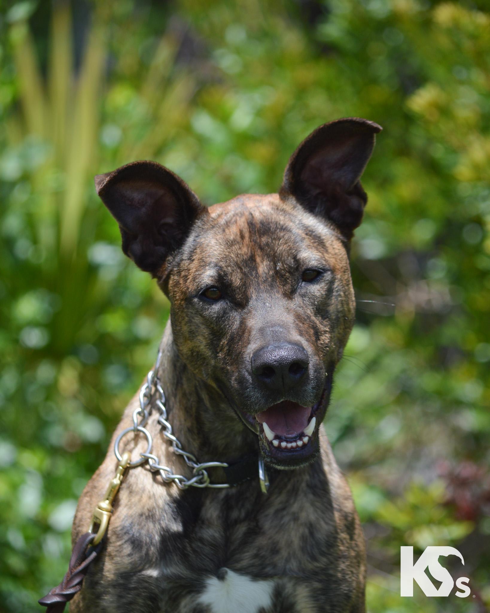 Zara, an adopted mixed breed in Ponte Vedra, FL image 4/5