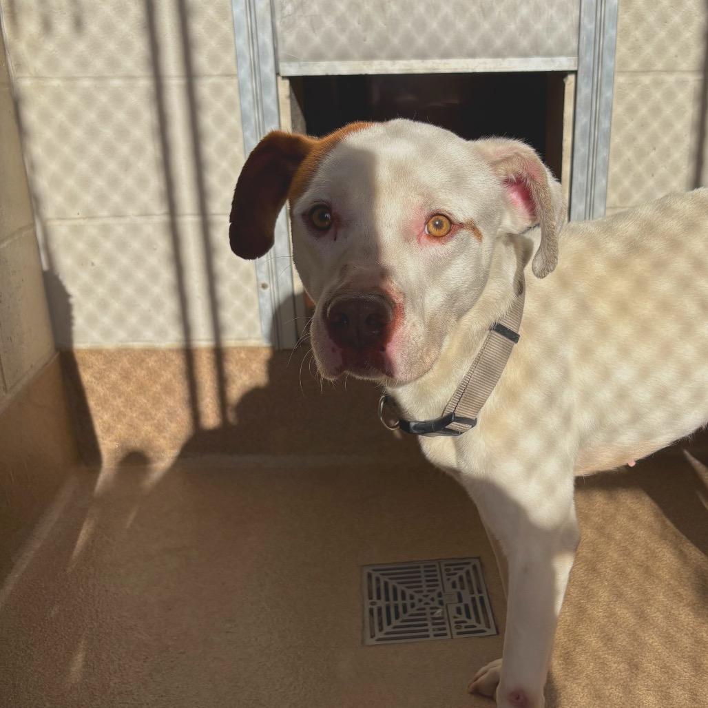 Spanky, a Adoptable Pit Bull Terrier in Hinesville, GA image 1/2