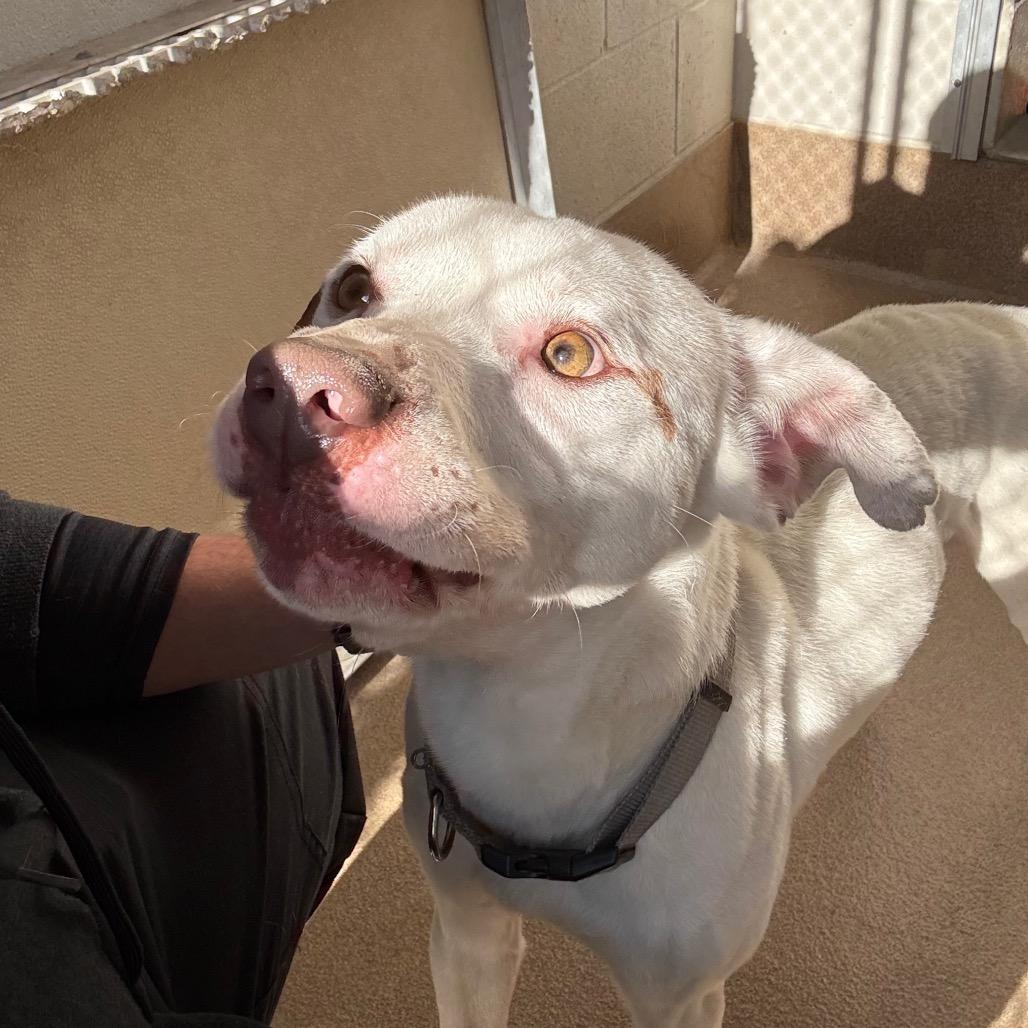 Spanky, a Adoptable Pit Bull Terrier in Hinesville, GA image 2/2