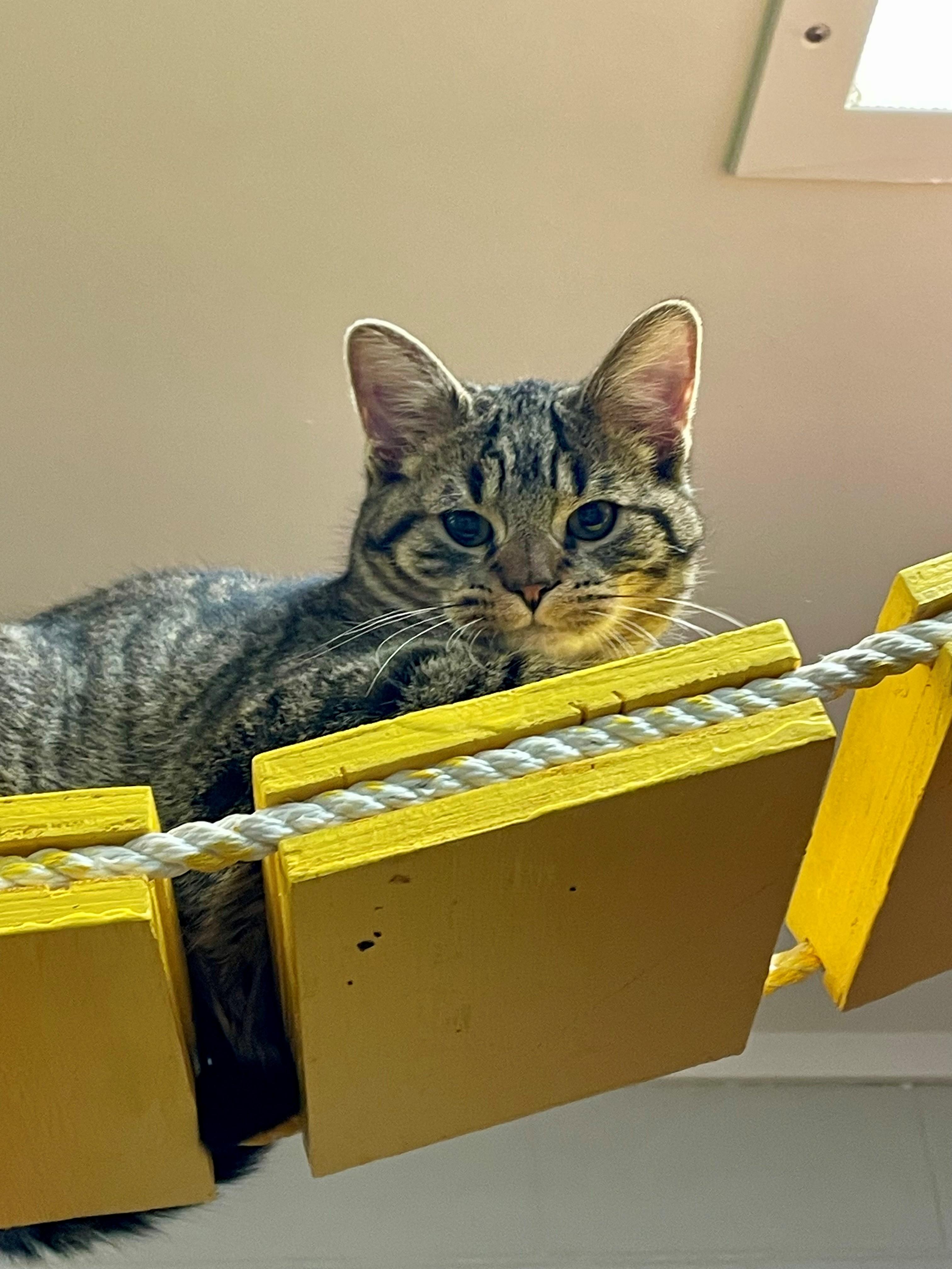 Enlarge George, a Adoptable Domestic Short Hair in Columbus, IN image 3/3