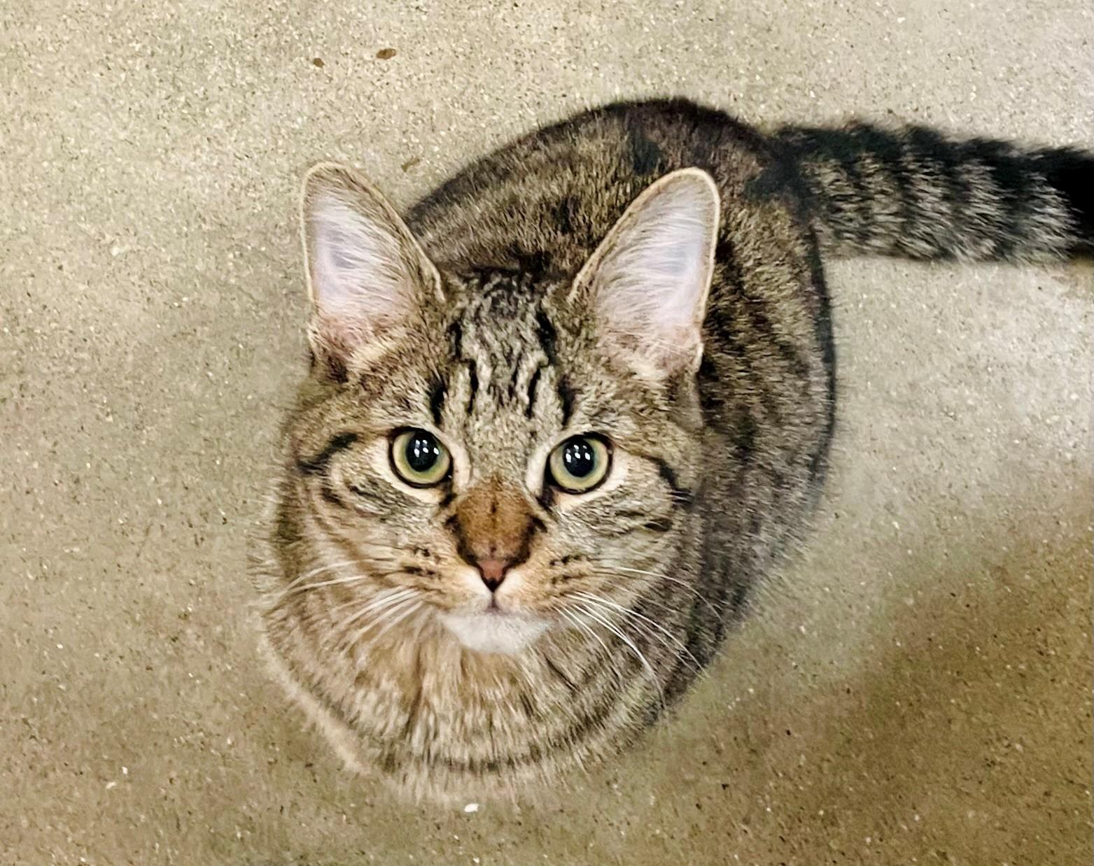 Enlarge George, a Adoptable Domestic Short Hair in Columbus, IN image 1/3