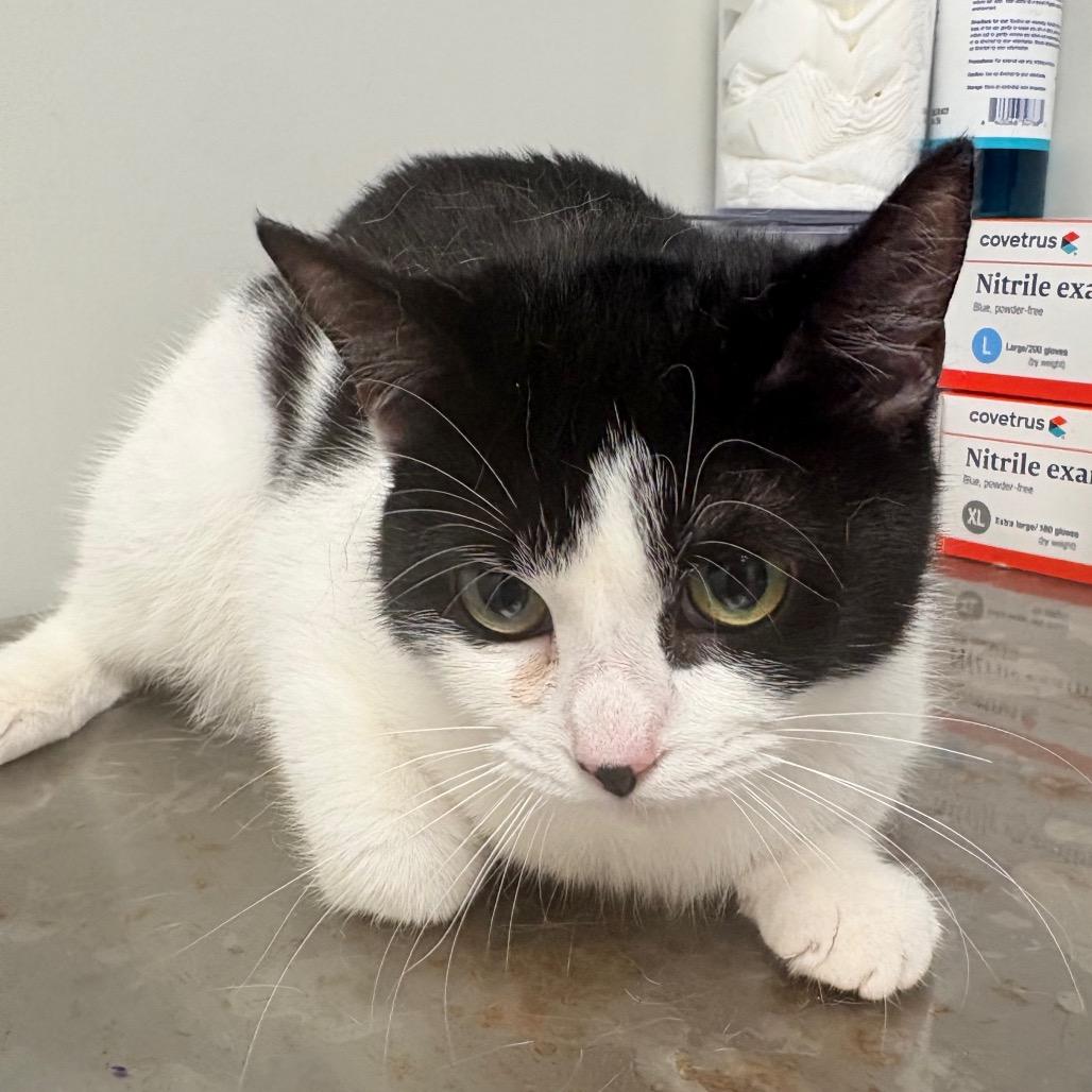 Enlarge Maya, a Adoptable Domestic Short Hair in Concord, NC image 1/3