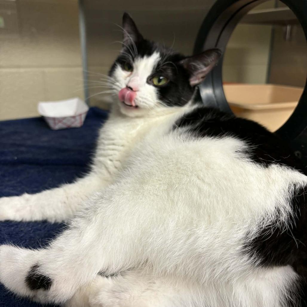 Enlarge Maya, a Adoptable Domestic Short Hair in Concord, NC image 2/3