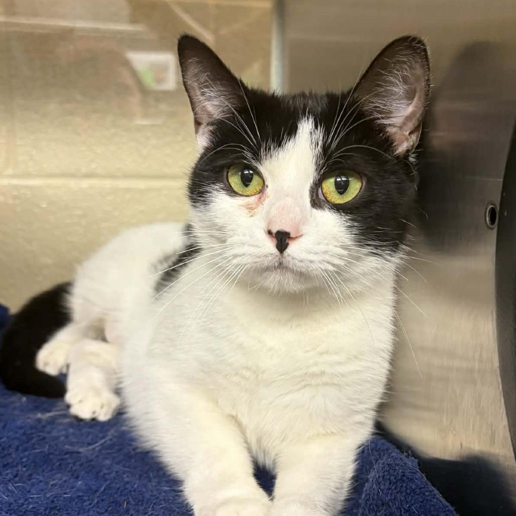 Enlarge Maya, a Adoptable Domestic Short Hair in Concord, NC image 3/3