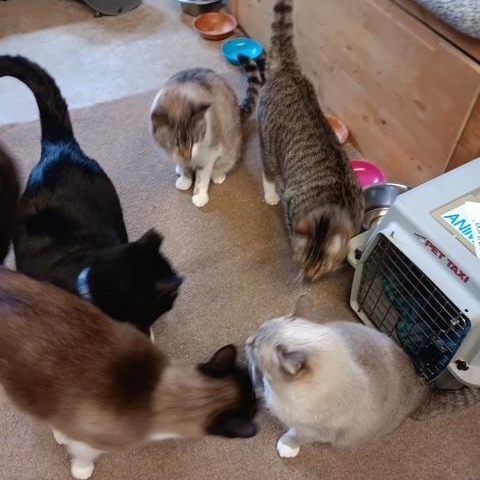 Enlarge Minnie [Garden, Shop, Office or Warehouse cat], a Adoptable mixed breed in Benicia, CA image 2/5