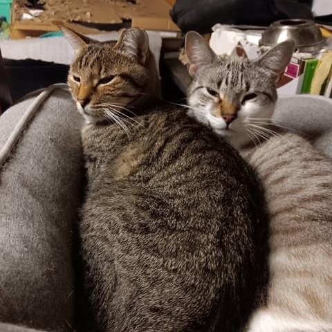 Minnie [Garden, Shop, Office or Warehouse cat], Adoptable, Adult Female Domestic Short Hair.