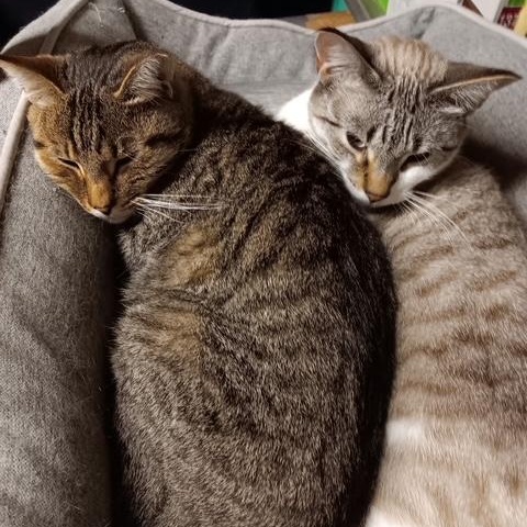 Minnie [Garden, Shop, Office or Warehouse cat]