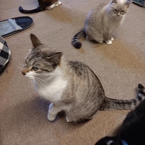 Minnie [Garden, Shop, Office or Warehouse cat]