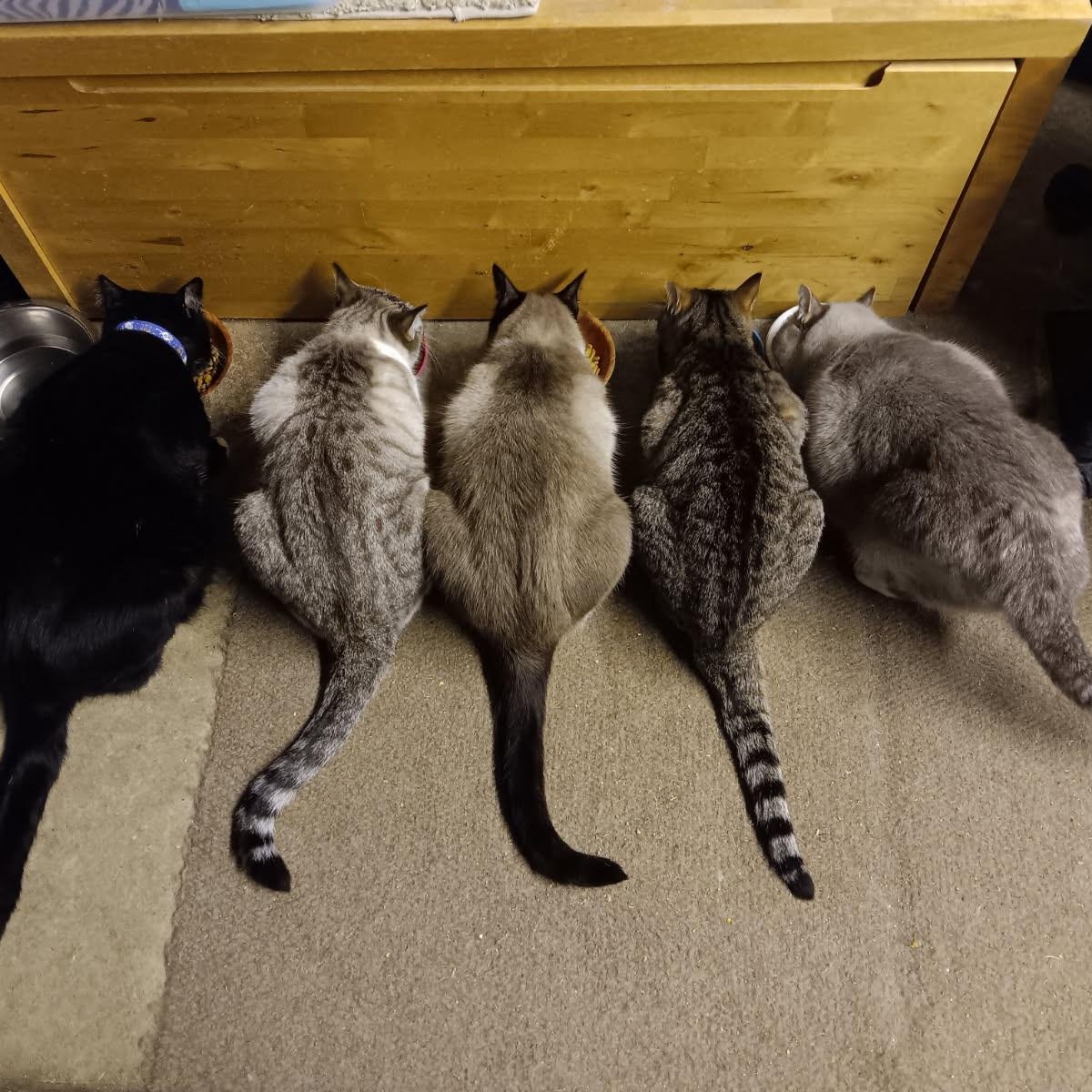 Enlarge Minnie [Garden, Shop, Office or Warehouse cat], a Adoptable mixed breed in Benicia, CA image 5/5