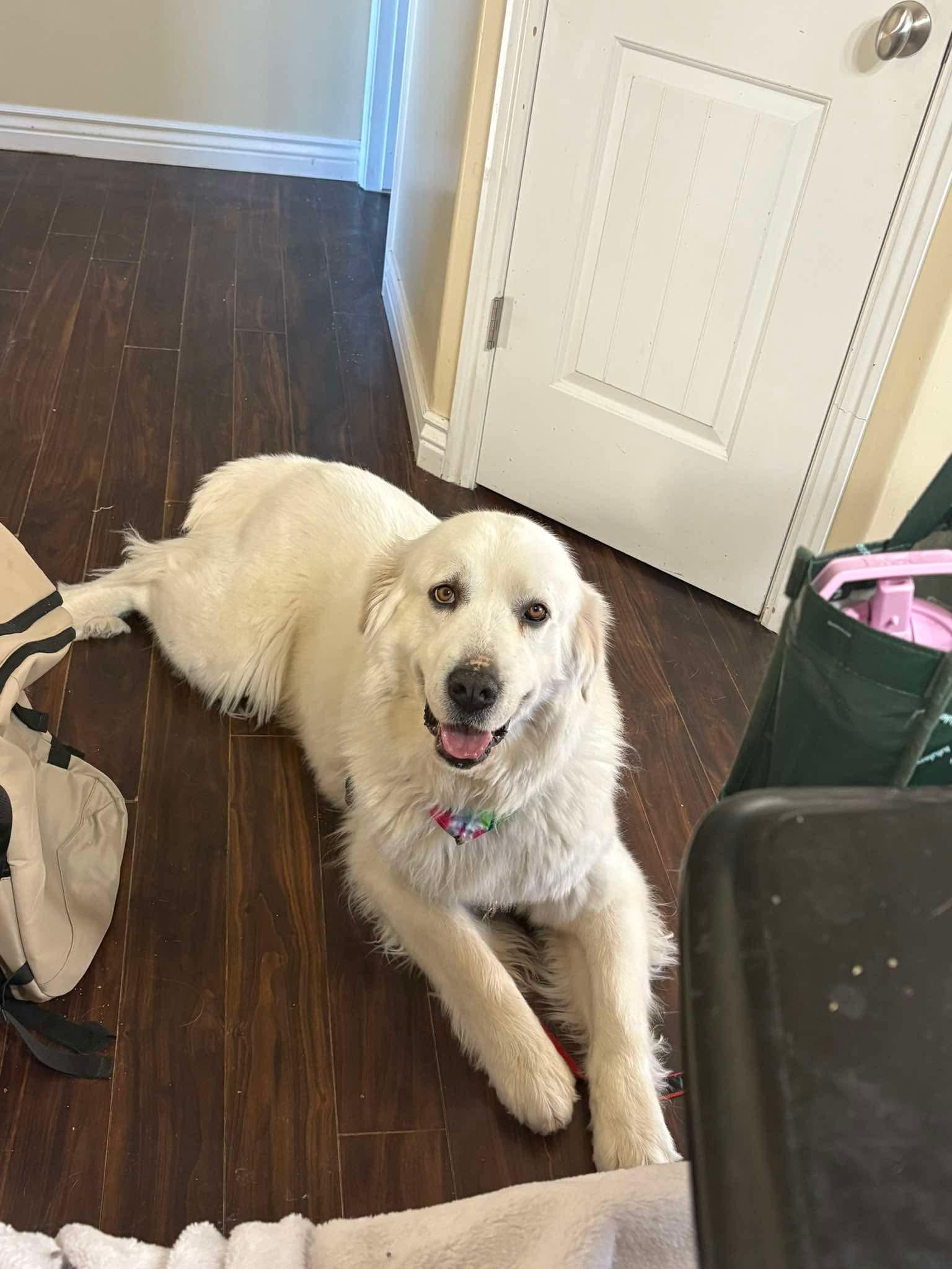 Enlarge Miss Lucy, a Adoptable Great Pyrenees in Bountiful, UT image 1/3