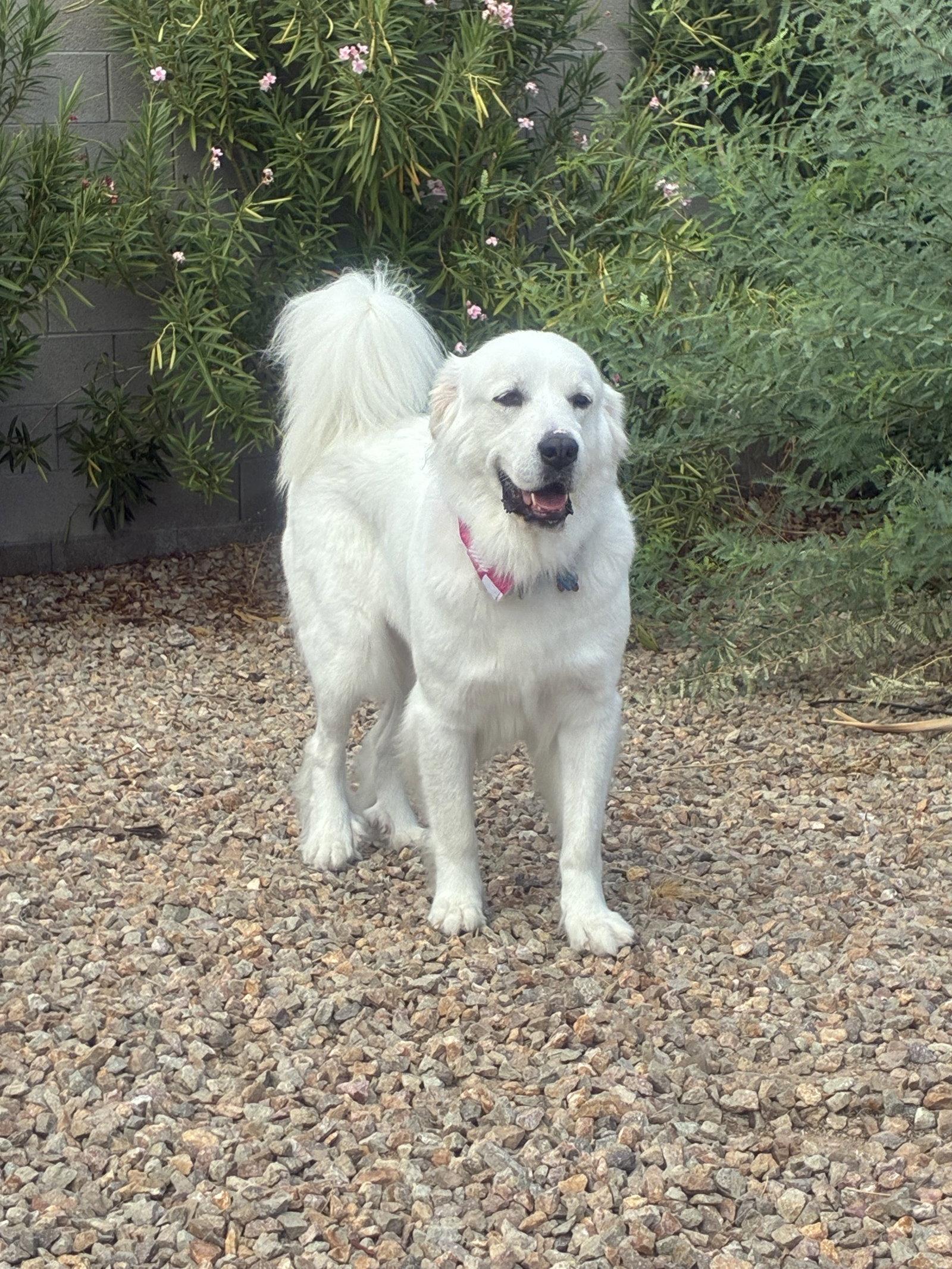 Miss Lucy, Adoptable, Adult Female Great Pyrenees.