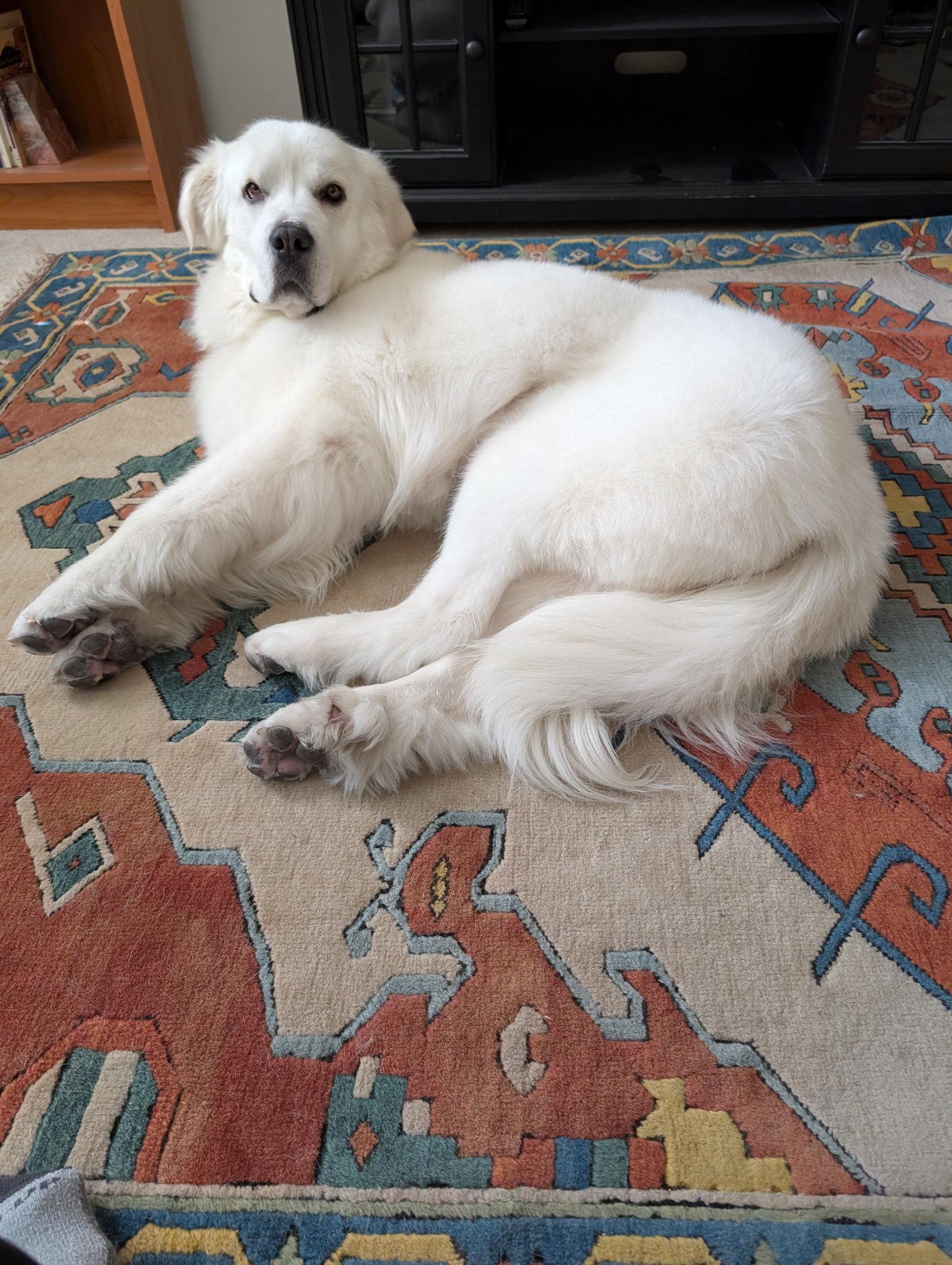 Enlarge Miss Lucy, a Adoptable Great Pyrenees in Bountiful, UT image 2/3