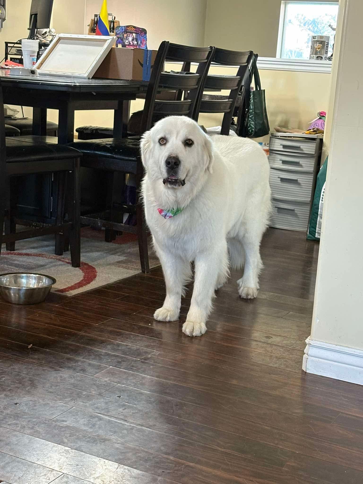Enlarge Miss Lucy, a Adoptable Great Pyrenees in Bountiful, UT image 2/3
