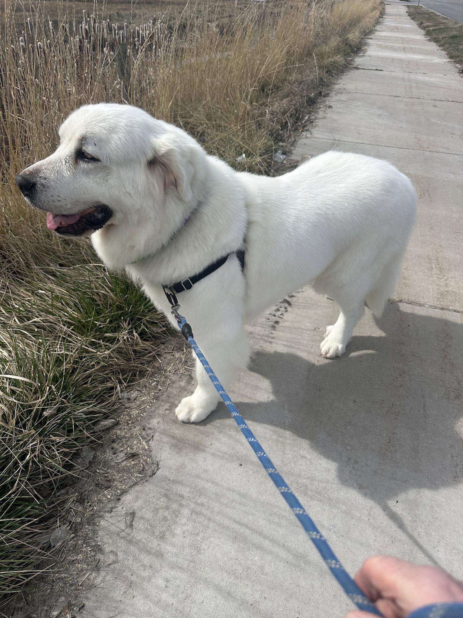 Enlarge Miss Lucy, a Adoptable Great Pyrenees in Bountiful, UT image 3/3