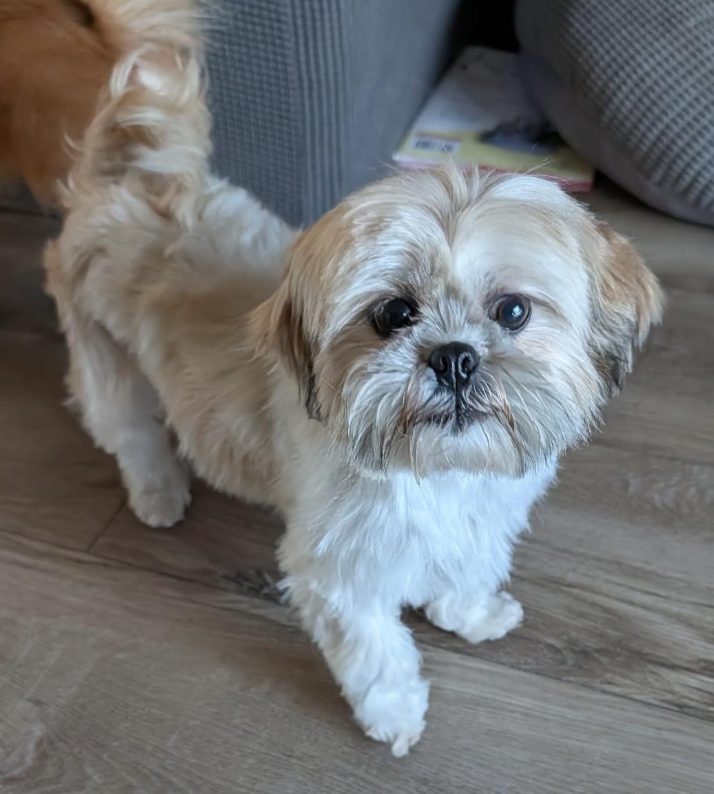 Enlarge Lola, a ADOPTABLE Shih Tzu in Overland Park, KS image 1/2