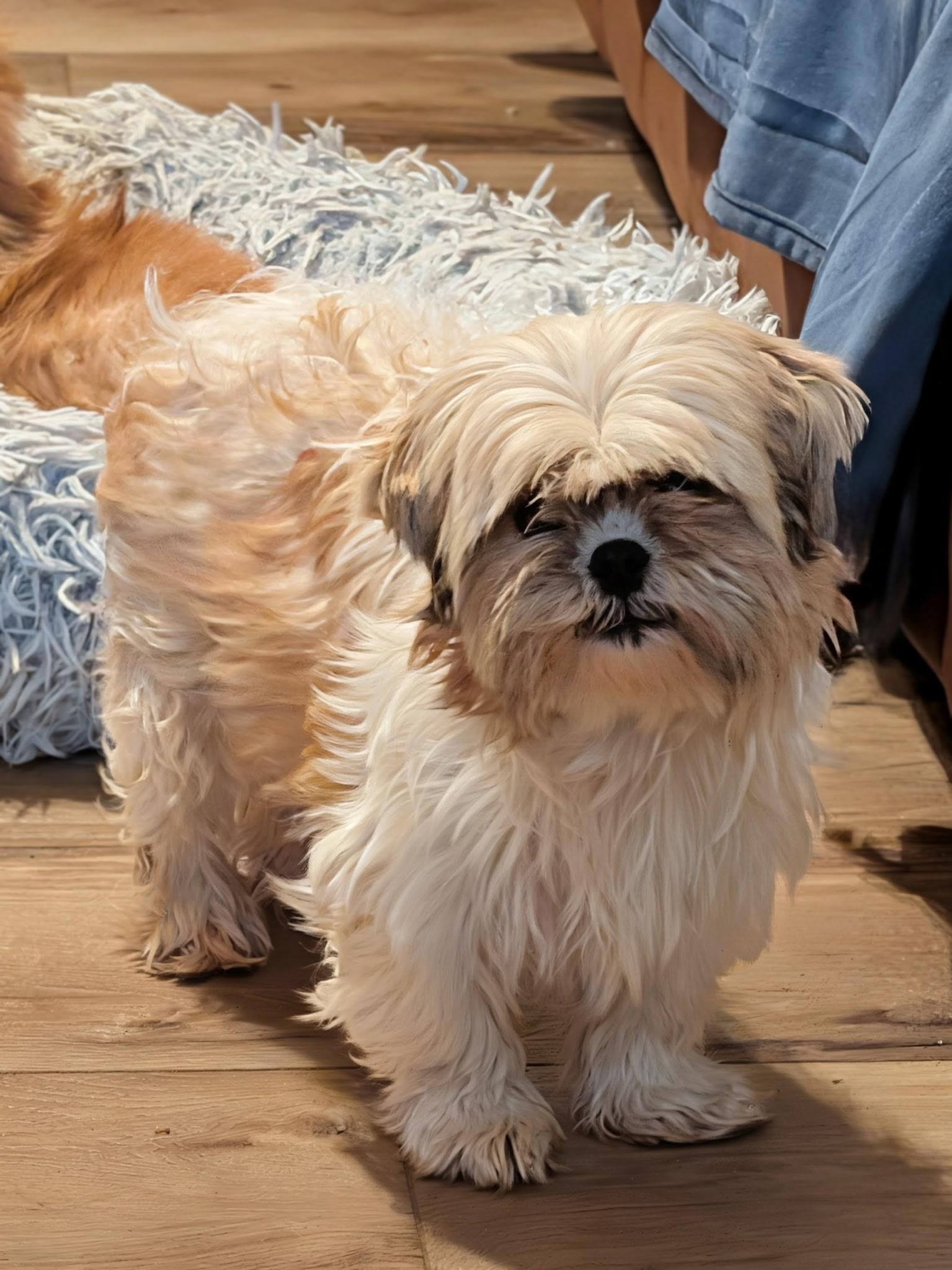 Enlarge Lola, a ADOPTABLE Shih Tzu in Overland Park, KS image 1/1