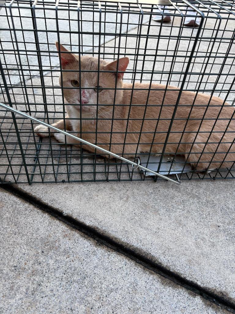 Ju Ju, Adoptable, Young Male Domestic Short Hair.