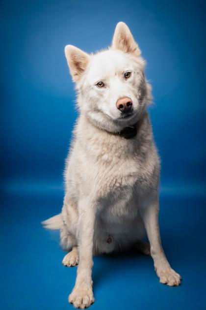 Enlarge Screech aka Spectre, a Adoptable mixed breed in Pendleton, OR image 1/3