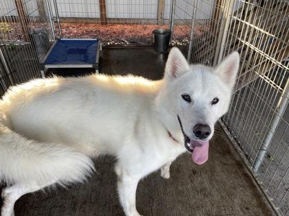 Enlarge Screech aka Spectre, a Adoptable mixed breed in Pendleton, OR image 1/3