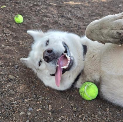 Screech aka Spectre, Adoptable, Adult Male Siberian Husky & Mixed Breed.
