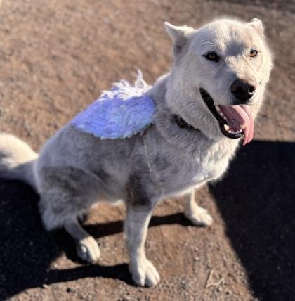 Screech aka Spectre, Adoptable, Adult Male Siberian Husky & Mixed Breed.