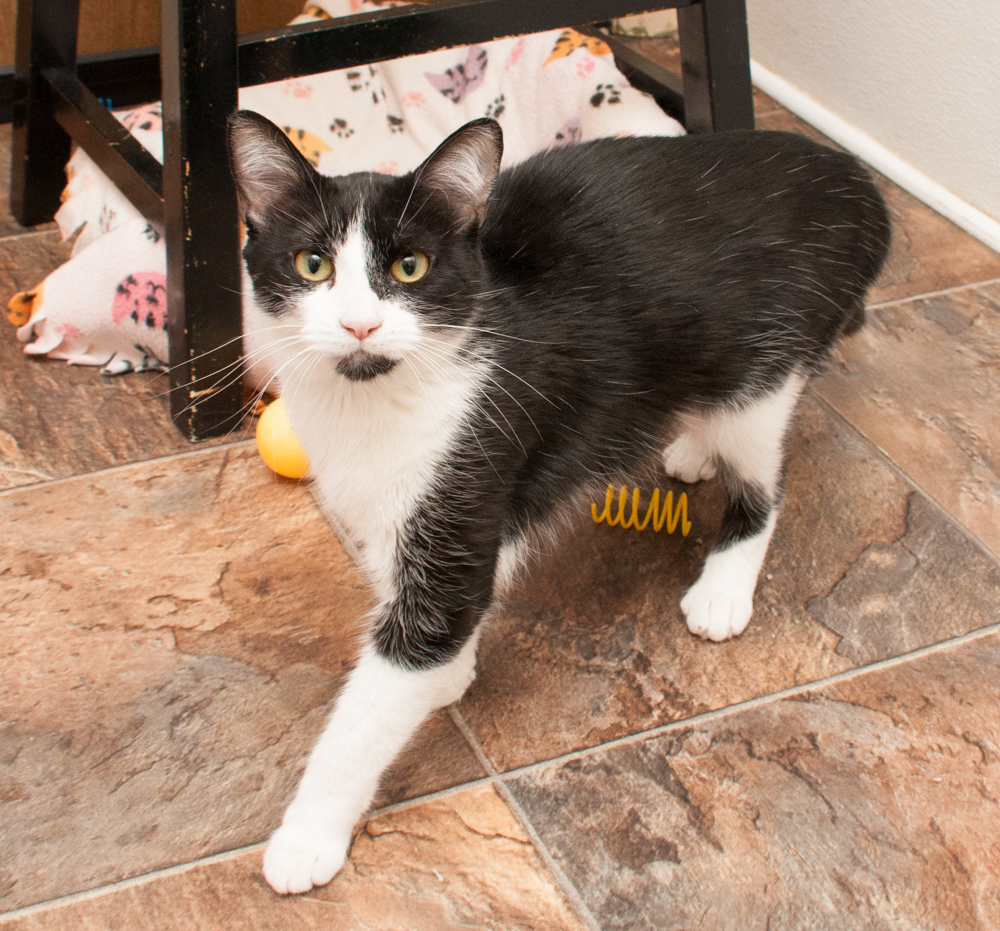 Blizzie, a Adoptable Domestic Short Hair in Westminster, CO image 6/8