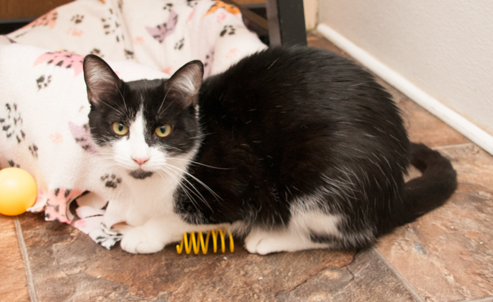 Enlarge Blizzie, a Adoptable Domestic Short Hair in Westminster, CO image 7/8