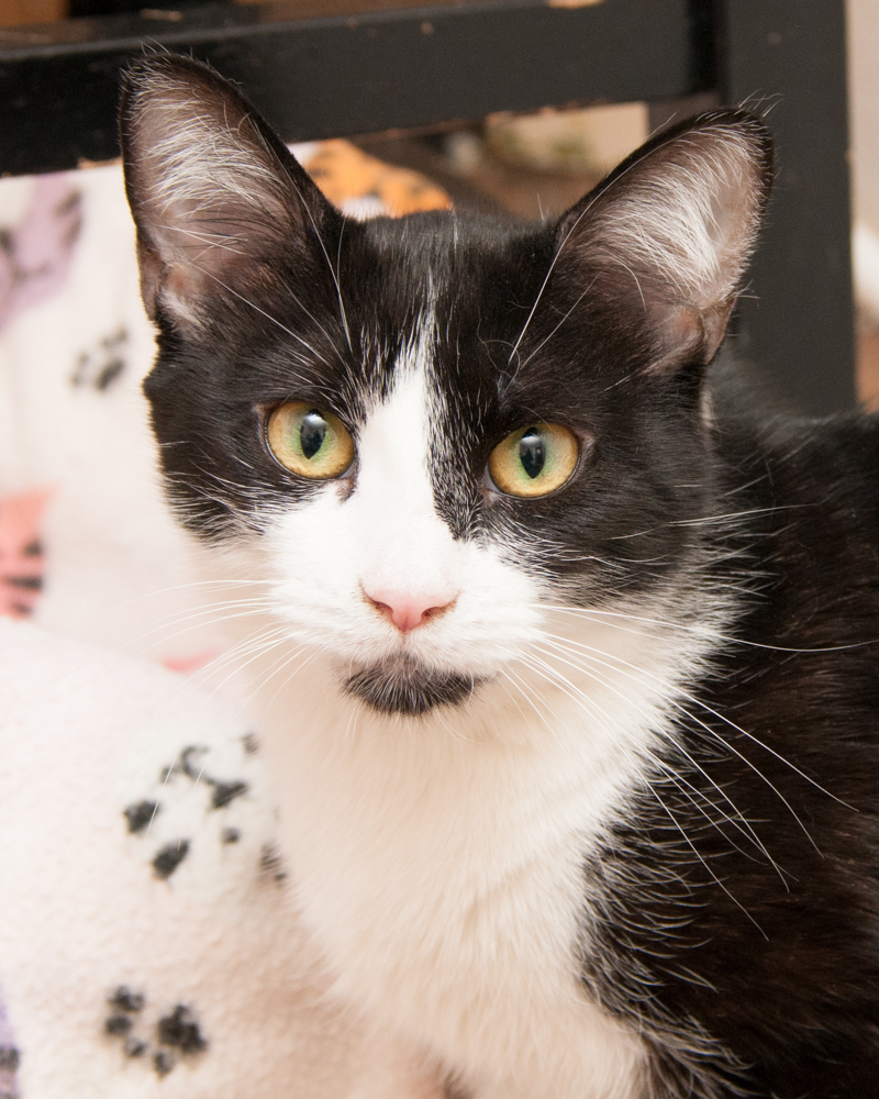 Blizzie, a Adoptable Domestic Short Hair in Westminster, CO image 1/8