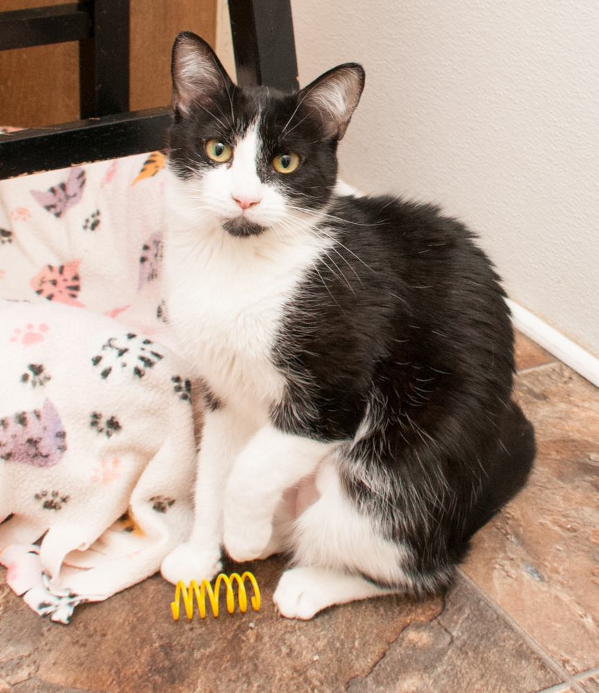 Enlarge Blizzie, a Adoptable Domestic Short Hair in Westminster, CO image 8/8