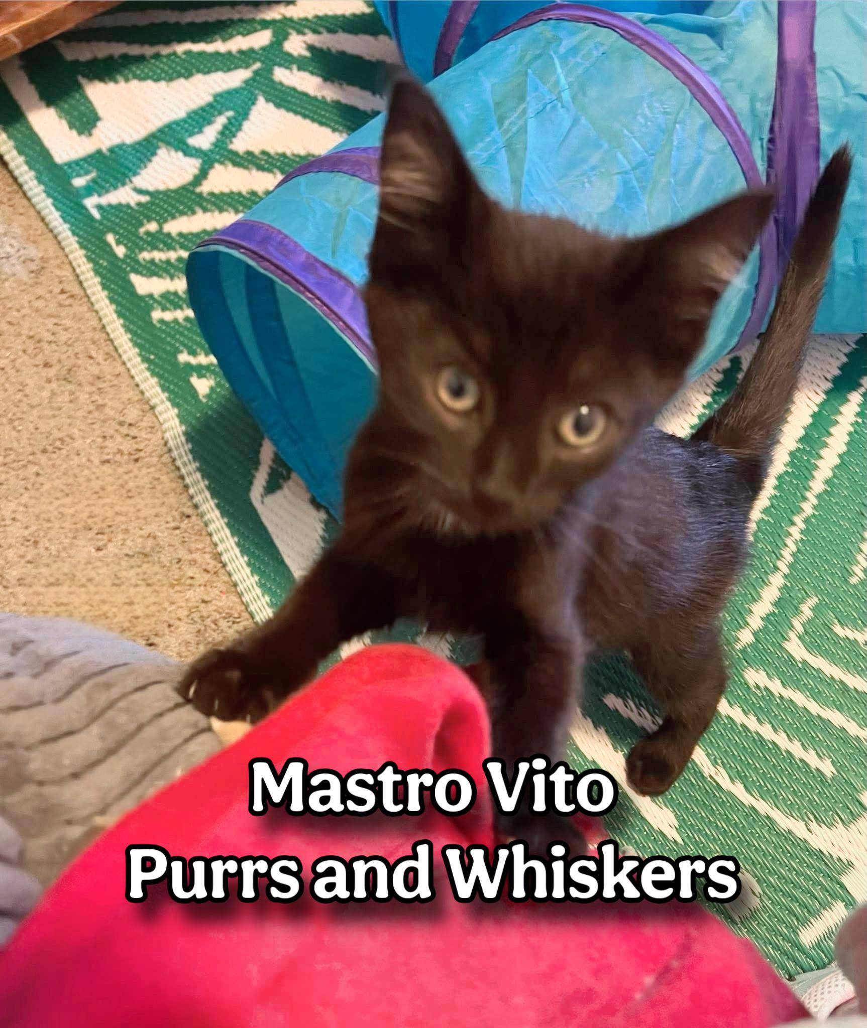 Mastro Vito, ADOPTABLE, Kitten Male Domestic Short Hair.