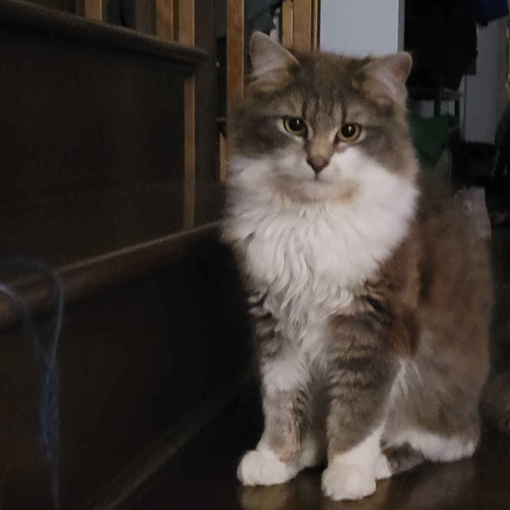 Piper, ADOPTABLE, Young Male Domestic Long Hair.