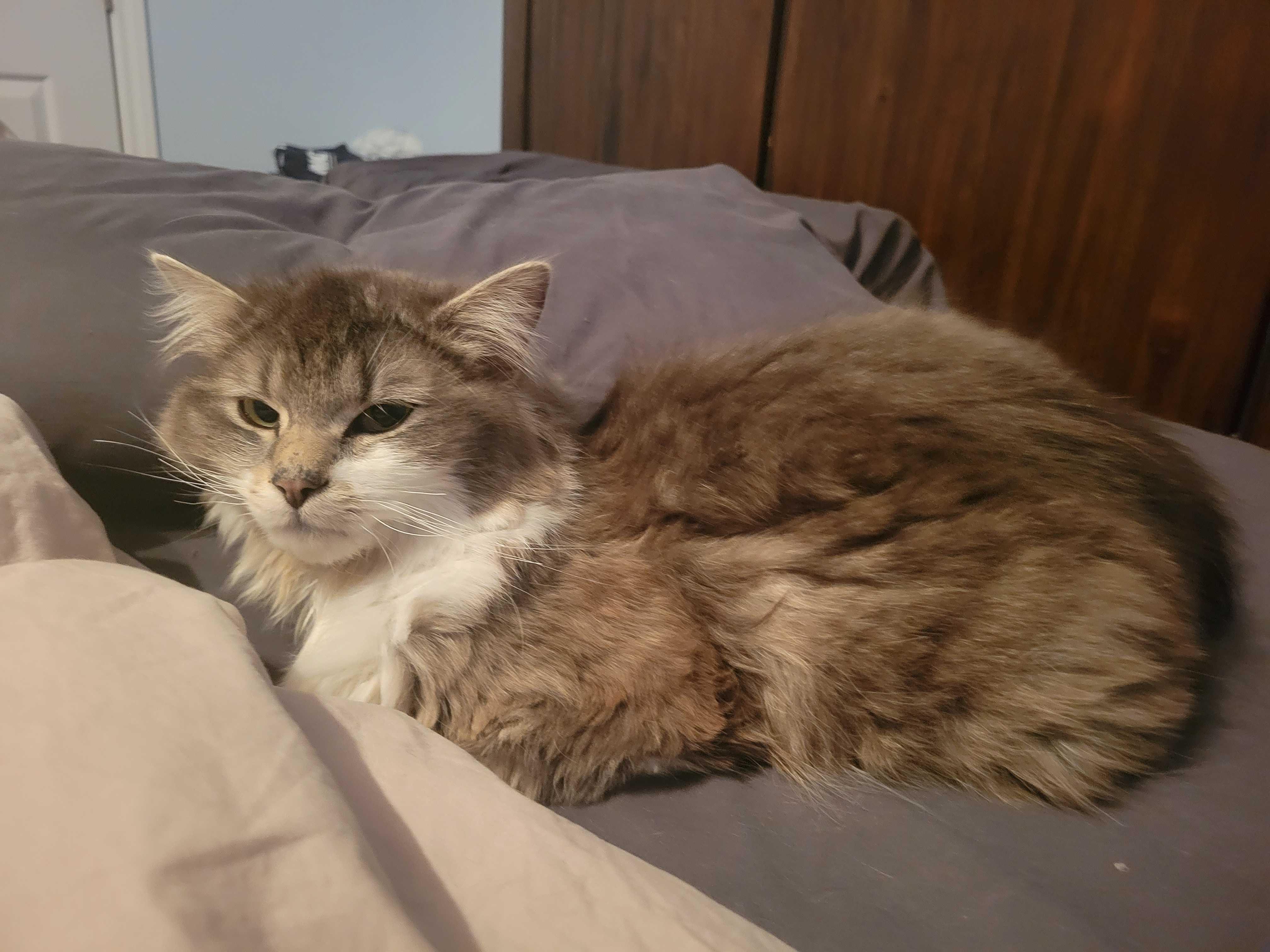 Enlarge Piper, a ADOPTABLE Domestic Long Hair in Wakefield, QC image 4/4