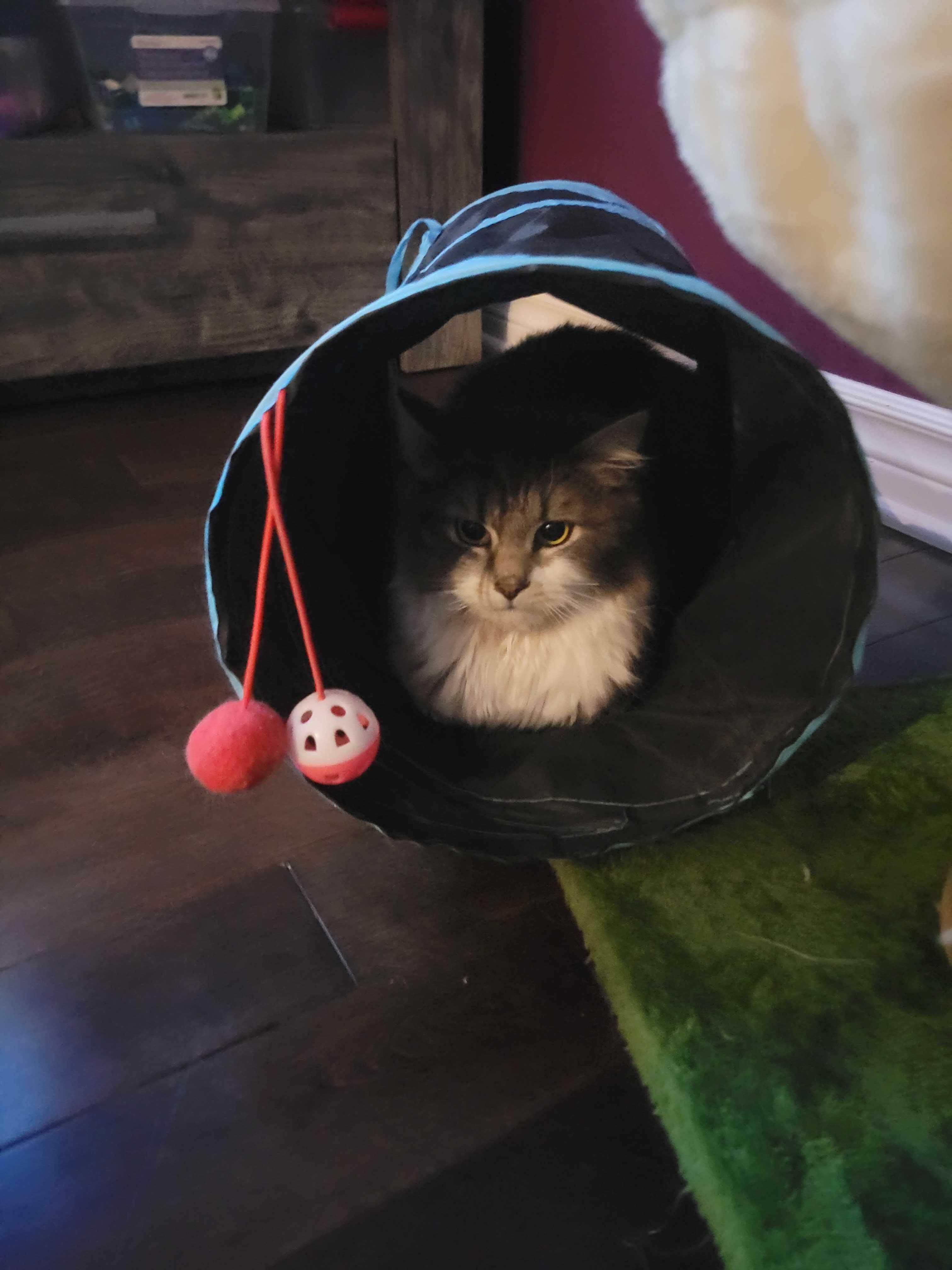 Enlarge Piper, a ADOPTABLE Domestic Long Hair in Wakefield, QC image 2/4