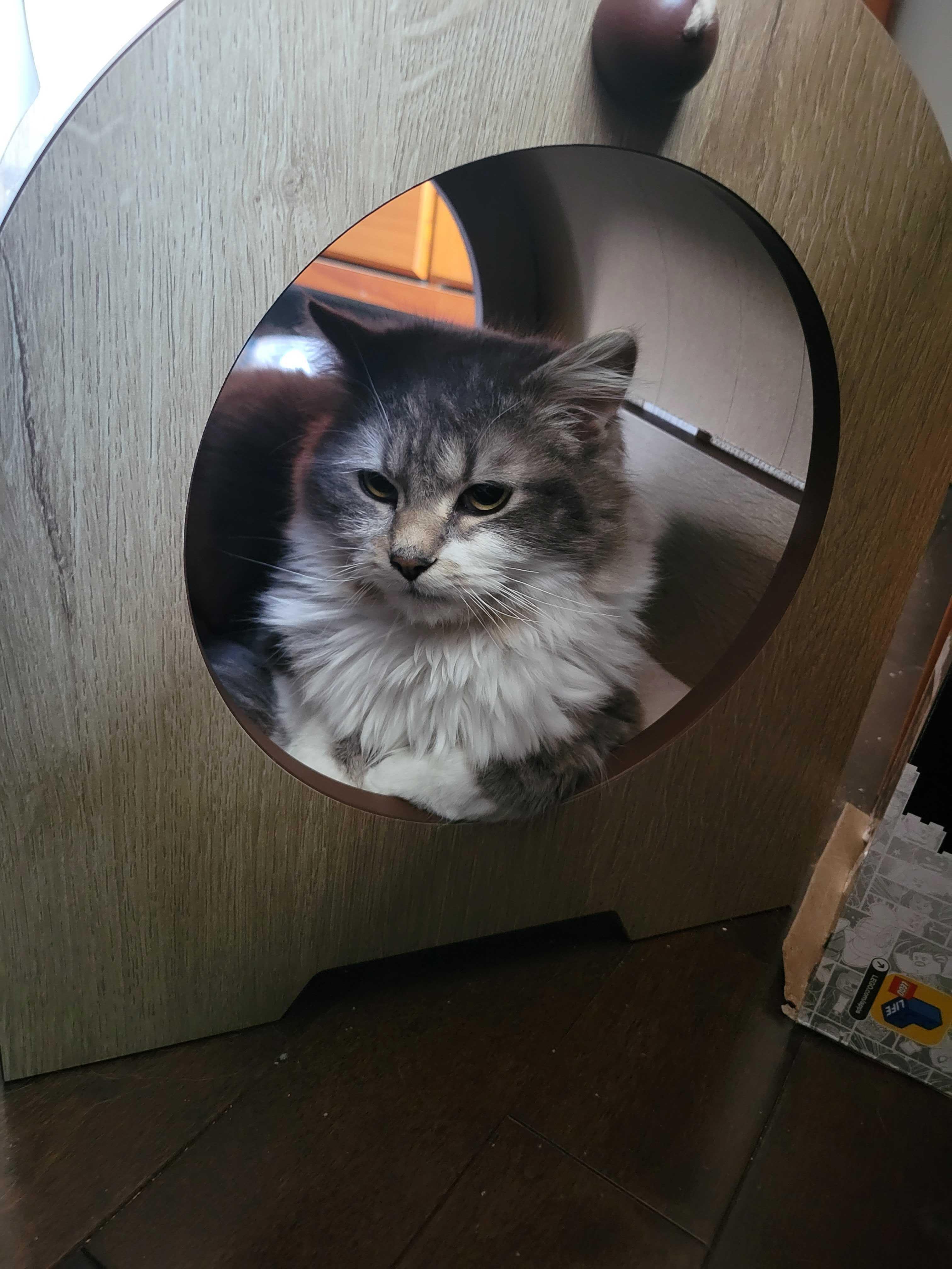 Enlarge Piper, a ADOPTABLE Domestic Long Hair in Wakefield, QC image 3/4