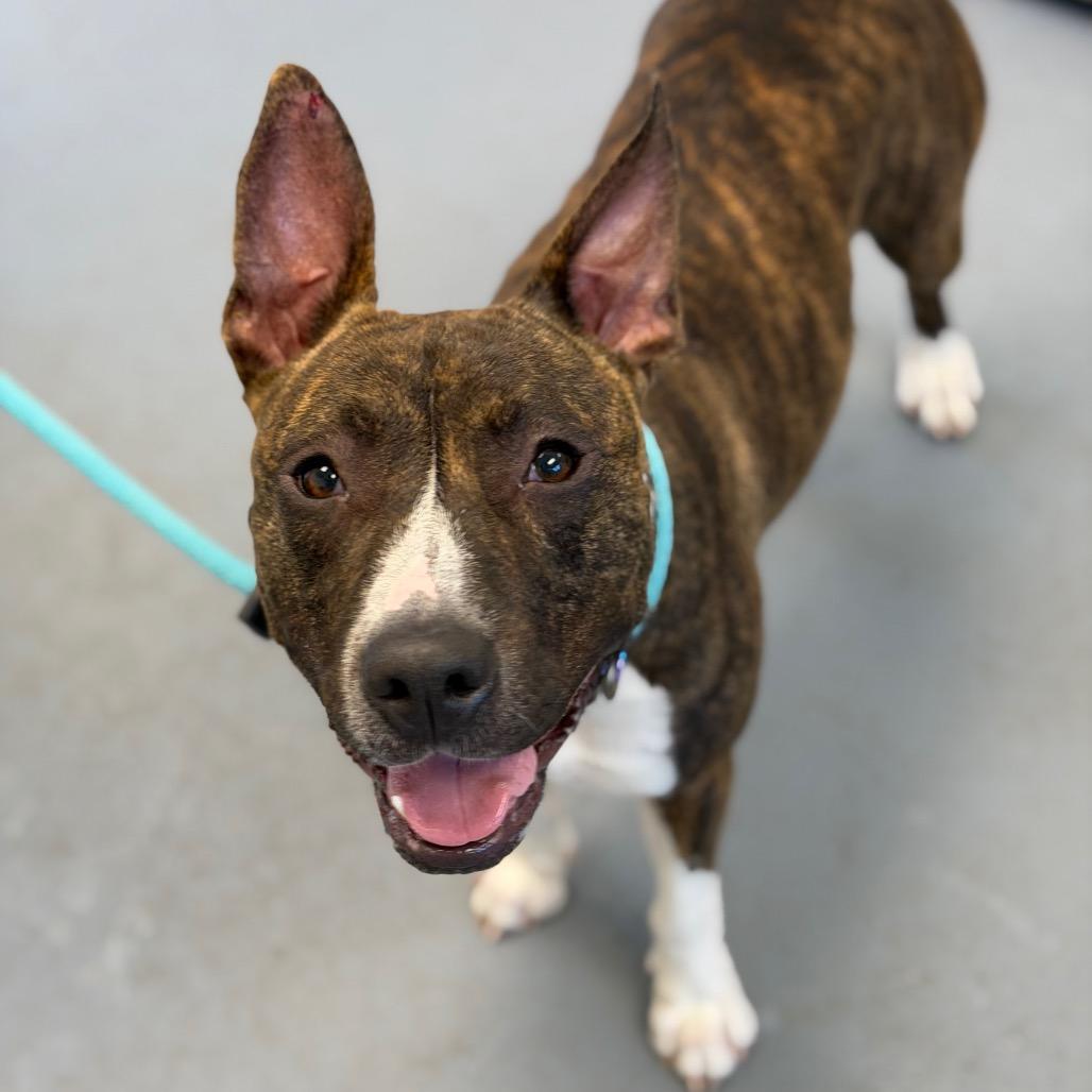 Florence, Adoptable, Adult Female Mixed Breed.