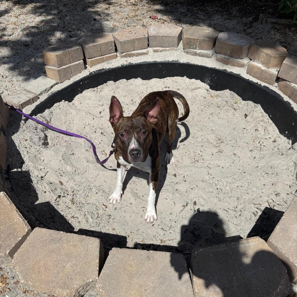 Florence, a Adoptable Mixed Breed in Sarasota, FL image 2/6