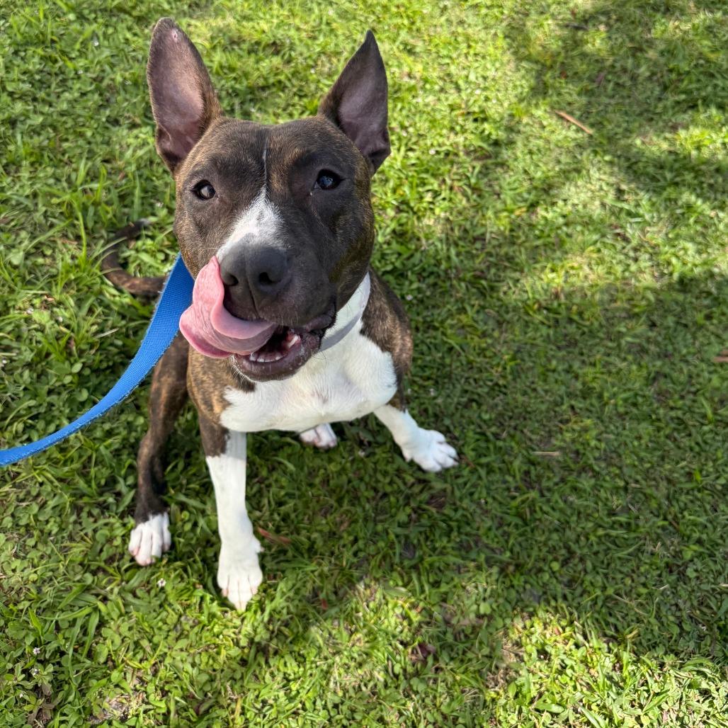 Florence, a Adoptable Mixed Breed in Sarasota, FL image 3/6