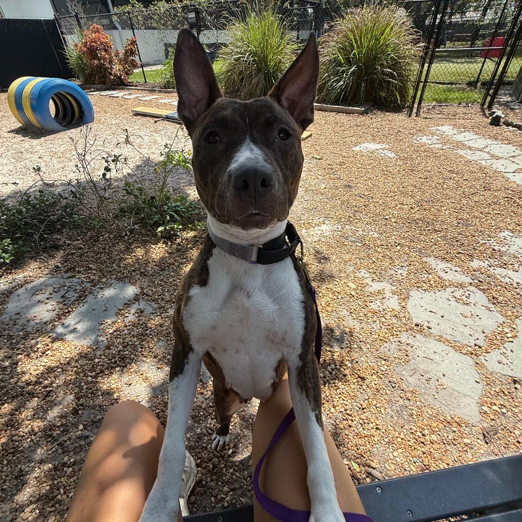 Florence, a Adoptable Mixed Breed in Sarasota, FL image 4/6