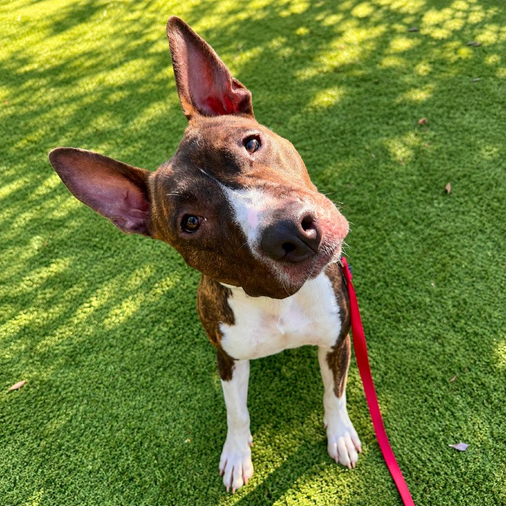 Florence, a Adoptable Mixed Breed in Sarasota, FL image 5/6